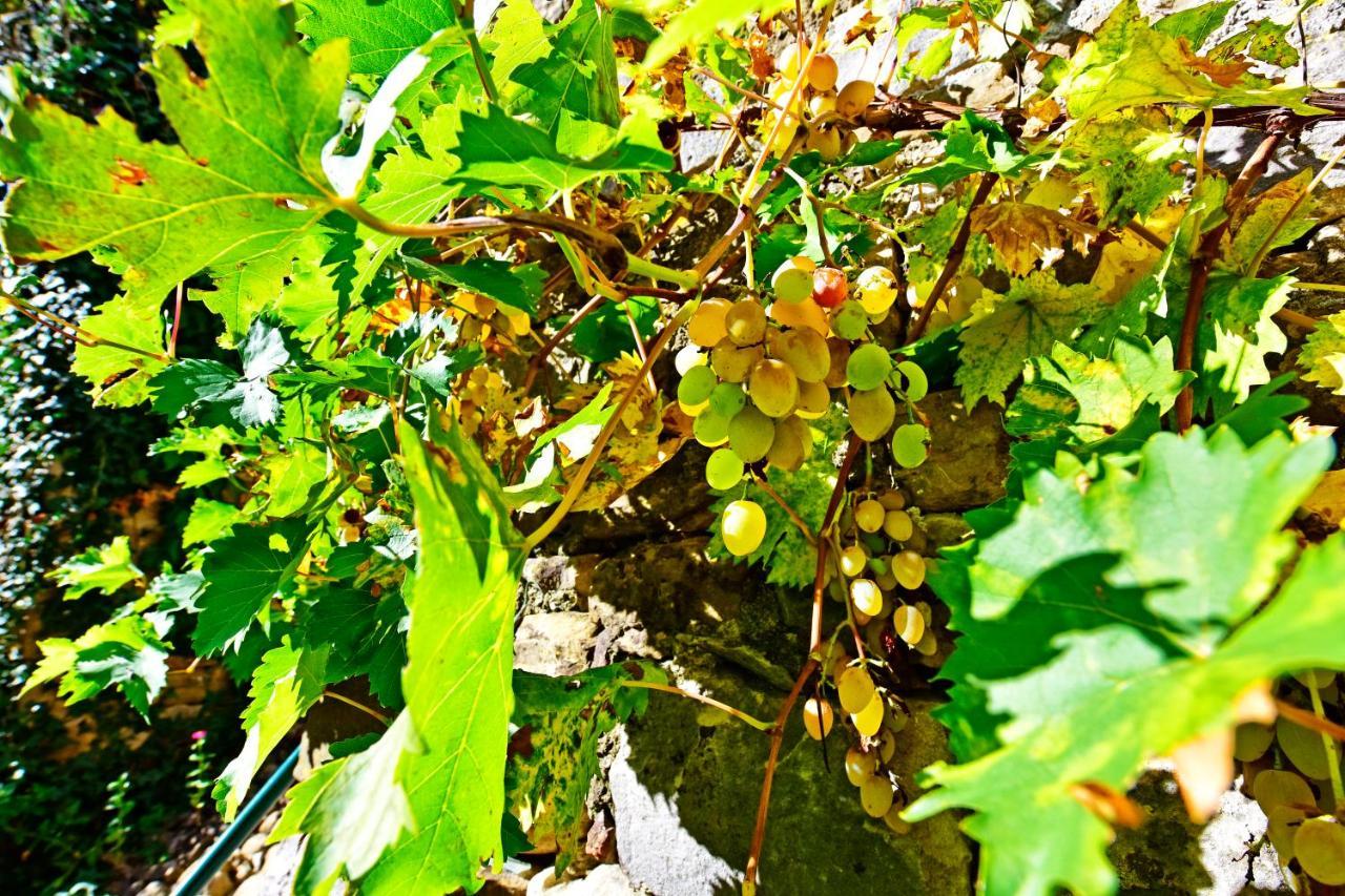 Fragola * Motovun